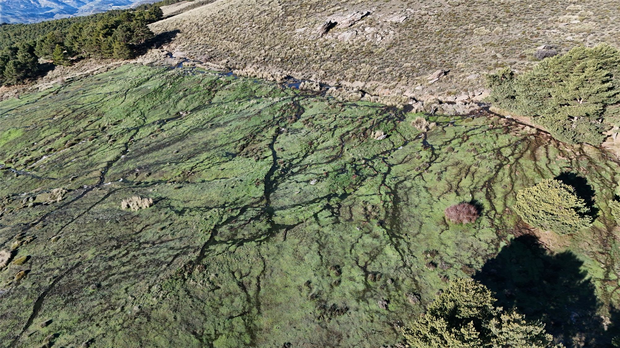 Vista aérea de una ladera de montaña con arroyos que se ramifican sobre la pradera